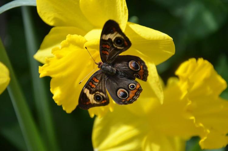 gorockford's tweet photo. The butterflies are at #NicholasConservatory! Interact with them until May 21st! More information: https://t.co/Im5K6frTJ7 #SimplySpring https://t.co/Fiagoa5HUb