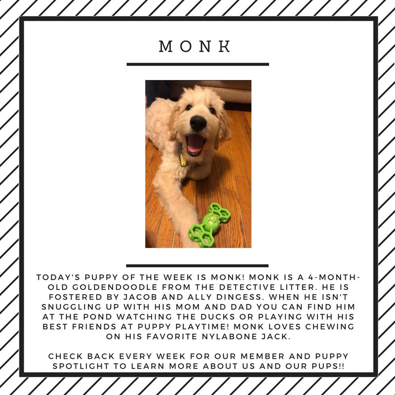 4polarpaws's tweet photo. Check out our puppy of the week, Monk! #PolarPaws #puppyoftheweek https://t.co/WQfthY8BZC