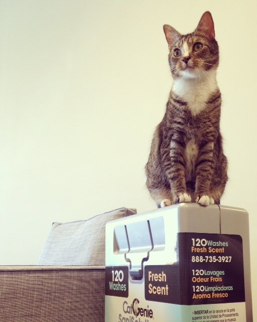 CatGenie's tweet image. Someone had too much #catnip today... #hypercat #CatsOfTwitter #whiskerswednesday #officecat