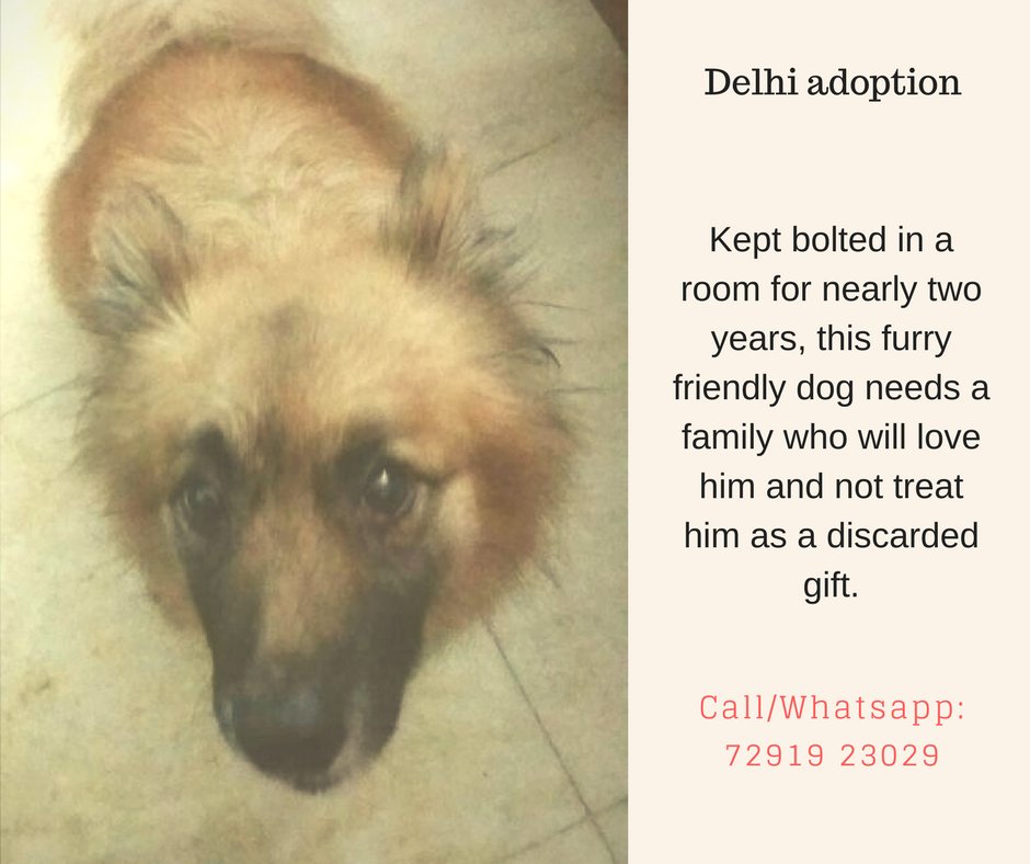kaalicharan's tweet photo. Rescued from an inhumane family which kept him bolted for over two years, this dog needs a loving home #Delhi

Whatsapp: 7291923029 https://t.co/wOI20kOE3t