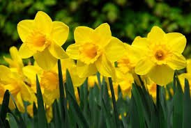 All our customers have daffs in their box this week to welcome spring. #happycustomers