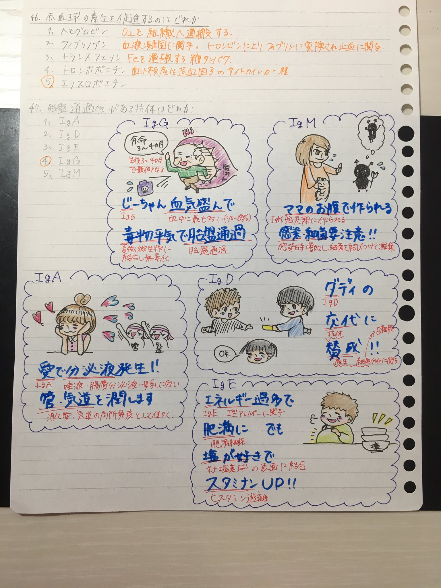 お絵描き 看護師 免疫グロブリンの覚え方 こんなことばっかしよるけん課題も終わらんとやろね 免疫グロブリン 看護学生 国家試験対策 イラスト完成
