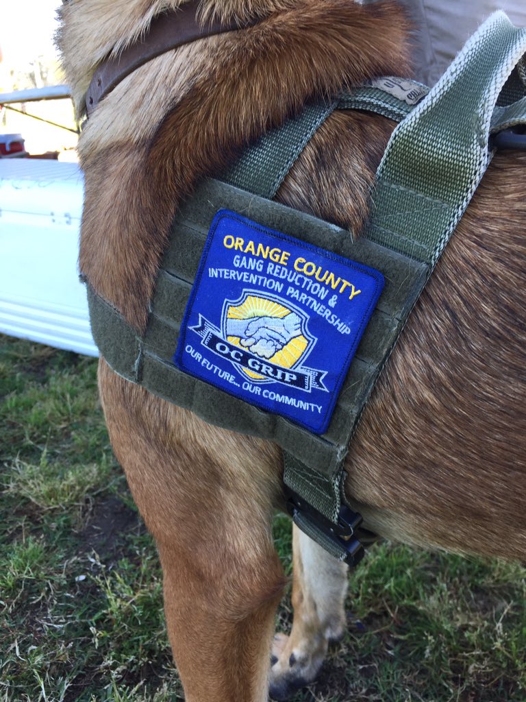 MrGustavoFlores's tweet image. #DogPatches are the next Nu thing