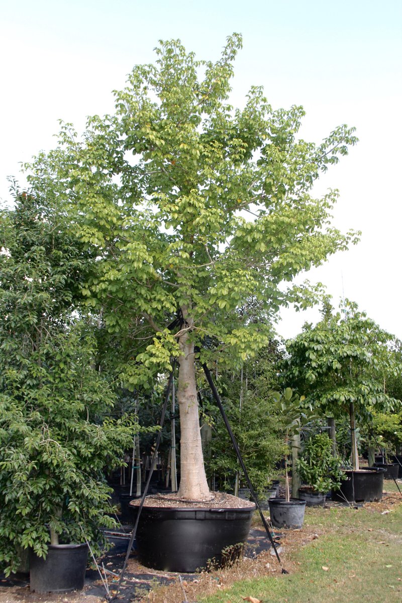 treeworldws's tweet photo. https://t.co/hU5E7VrsfV #bigtrees #specimentrees #treesforsale #homesteadflorida https://t.co/JanjpI59az