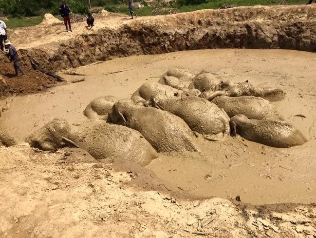 Rescuers saved 11 elephants from a muddy Vietnam War bomb crater in Cambodia last week goo.gl/IHl0MH