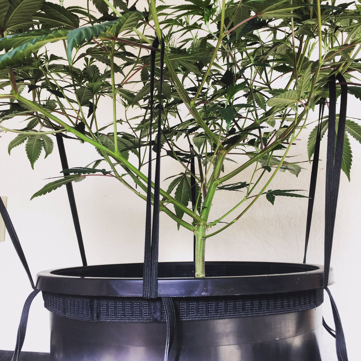 joeygnarly's tweet photo. Want to grow like a pro? Use LSTtops @LSTtops https://t.co/U3xjTAJzUP #growthhacking #cannabis #plants #LSTtops https://t.co/peKC9YrkOF