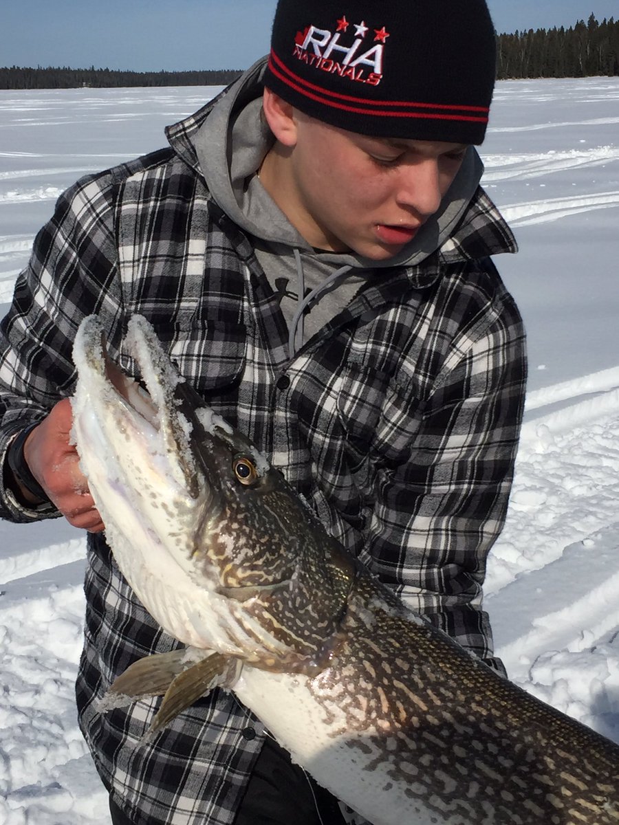 HermanLavonne's tweet image. Evan landed this 44" pike yesterday. Can't get over the size of it's head. Northern beauty.