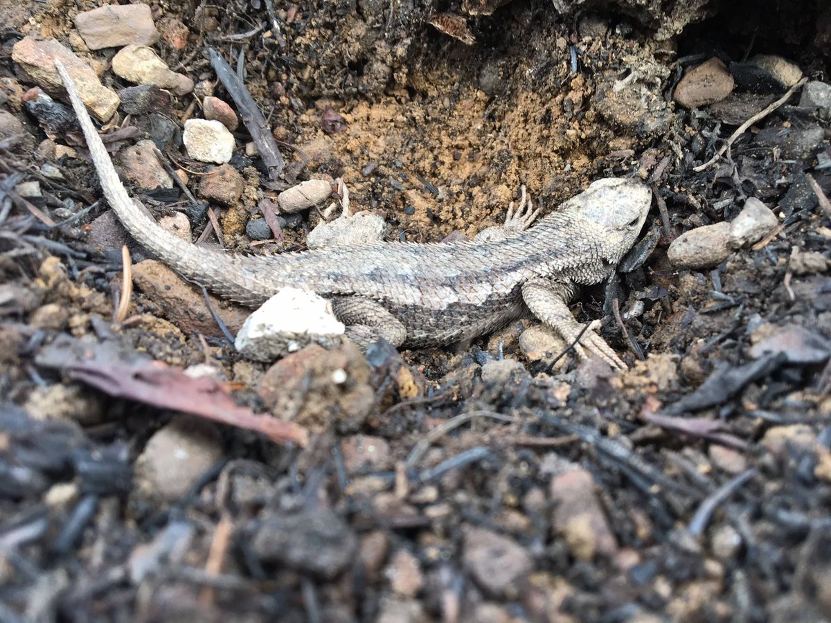 RoseburgCo's tweet photo. Happy #wildlifewednesday! This little Western Fence Lizard was spotted during the replanting at the Douglas Complex Fire site. #orforestry https://t.co/QfGNspDCc5