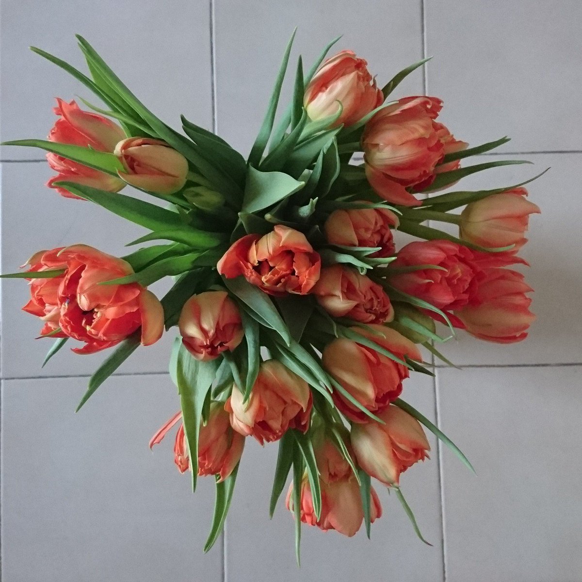 Petitefee30's tweet photo. Merci mon Amoureux pour ce joli bouquet 💐 
#love #amour 
#fleur #flower 
#tulipe #tulip 
#mercimonamoureux https://t.co/D3q9i3WbOc