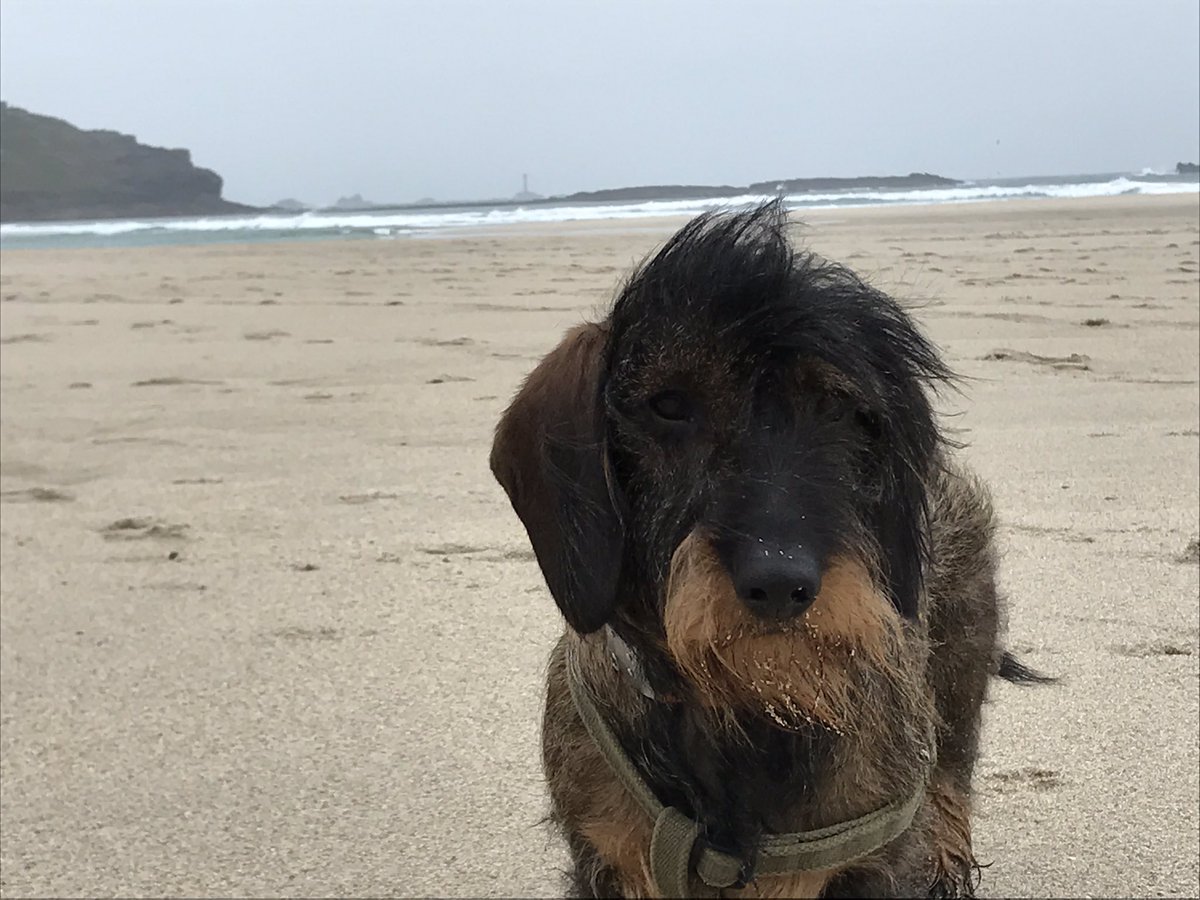 dudleydogdoes's tweet photo. Wet and windy walk at #SennenCove #CornwallBeach #BeardIssues Great lunch @BenAtSennen https://t.co/FvIj70ZXm3