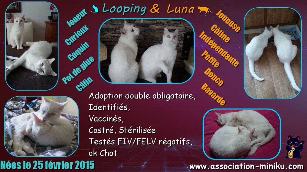 AssoMiniku's tweet photo. Looping & Lula vous ferons craquer : https://t.co/Zrtz28QDor
#adoptiondouble #frereetsoeur #amour #joueur #calin #tendresse #chats #blanc ❤️ https://t.co/L7hcWKyksM
