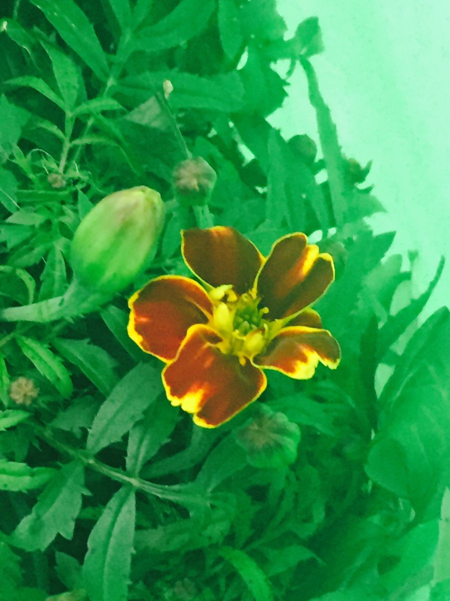 These humble plants journeyed from Boston to Austin and back. Next stop: Los Angeles!