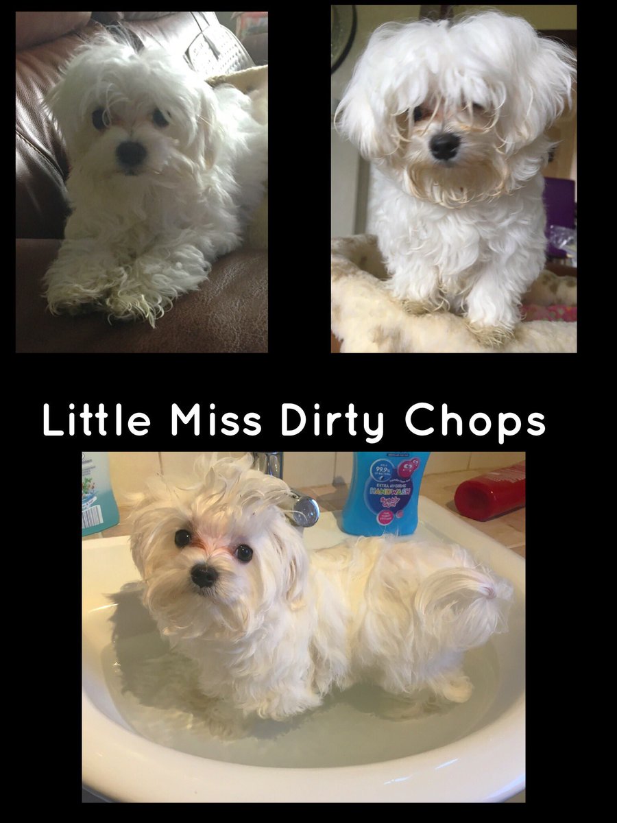 CwtchyCavas's tweet photo. #muckypup #puppies https://t.co/WBZcCkPfJt