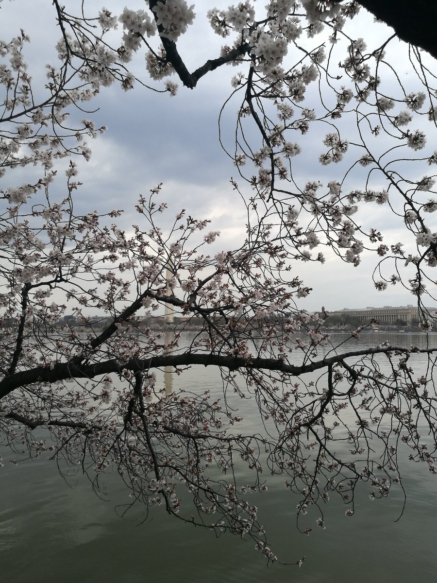 linlin_yll2599's tweet photo. Drove 8 hours to #washingtondc for #CherryBlossomDC. We had an awesome trip. 😁 #trip #cherryseason #food #nature #Museums https://t.co/z3OPD0AbS1