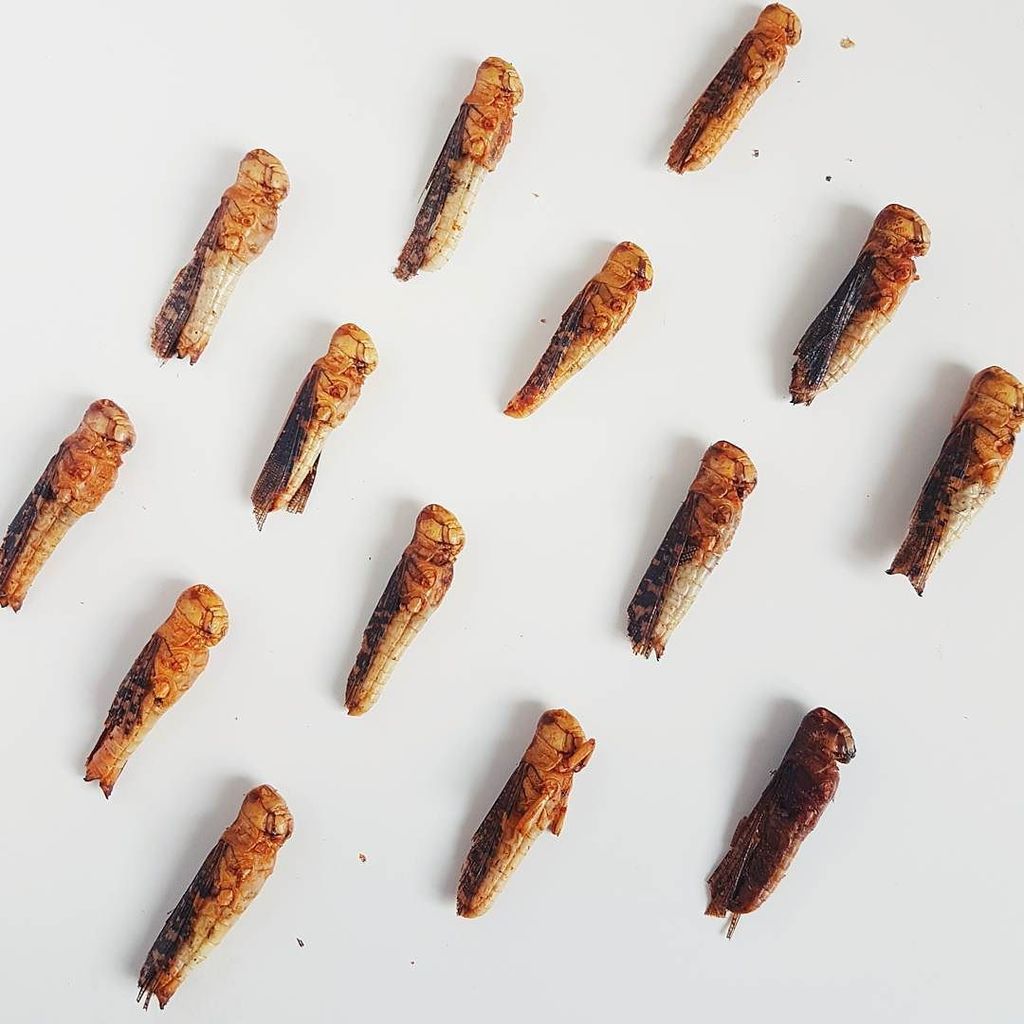 answerisfood's tweet image. Deze sprinkanen heb ik net geprobeerd, zou jij het aandurfen? ift.tt/2o8xkJm