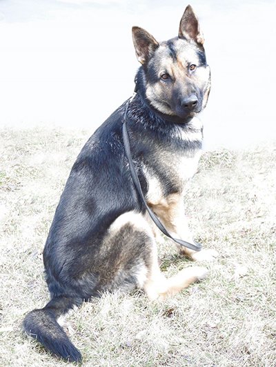 farmingtonmn's tweet photo. Farmington Liquors will collect donations for new #k9caesar @FarmingtonPD_MN beginning April 1 https://t.co/uwFEy99Gzi https://t.co/9ycZnqJ7Ne
