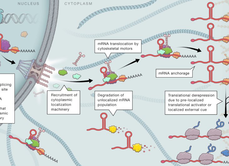 Check out this SnapShot for an overview of how local mRNA translation regulates protein function: cell.com/cell/abstract/…