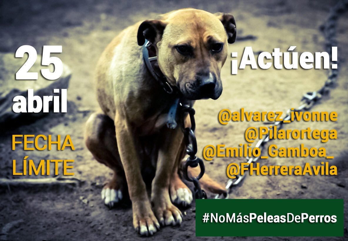 prodanmty's tweet photo. Urge aprobar reforma Código Penal para sancionar #Nomaspeleasdeperros @Pilarortega @alvarez_ivonne erradiquemos el maltrato animal https://t.co/zSol9Wyt4O