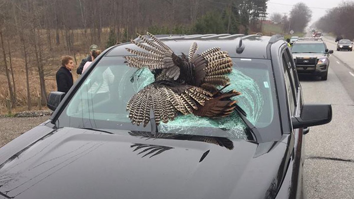 Massive turkey shocks family after smashing windshield while driving bit.ly/2nMPSOB https://t.co/Q4sesNdOWk