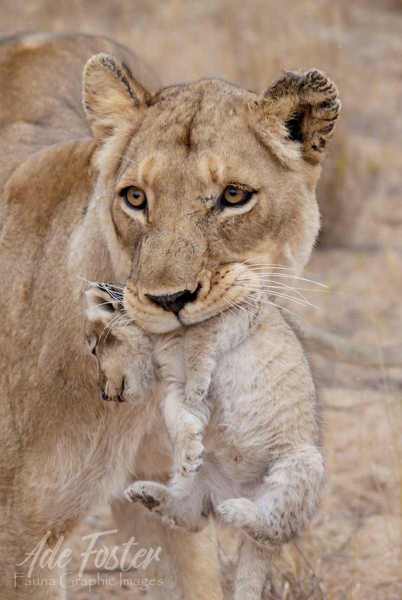 WLionsRoam's tweet photo. #WLRFeaturedPic for February 2017 Week 2: Ade Foster https://t.co/8e4XRLb8dC 
#Photography #Lionesses #BabyLion #safari #AfricanTravel https://t.co/HXAQPFuBCR