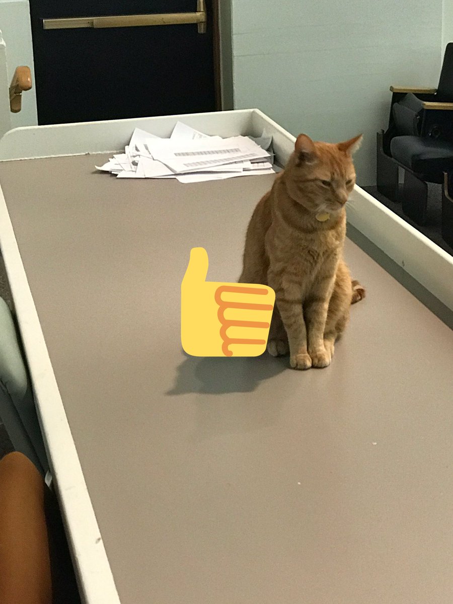 A cat from the humanities department decided to take my finance class