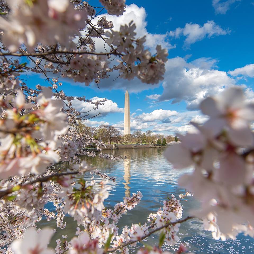 Tiny white and pink blossoms frame water and the Washington Monument with white puffy clouds in a blue sky