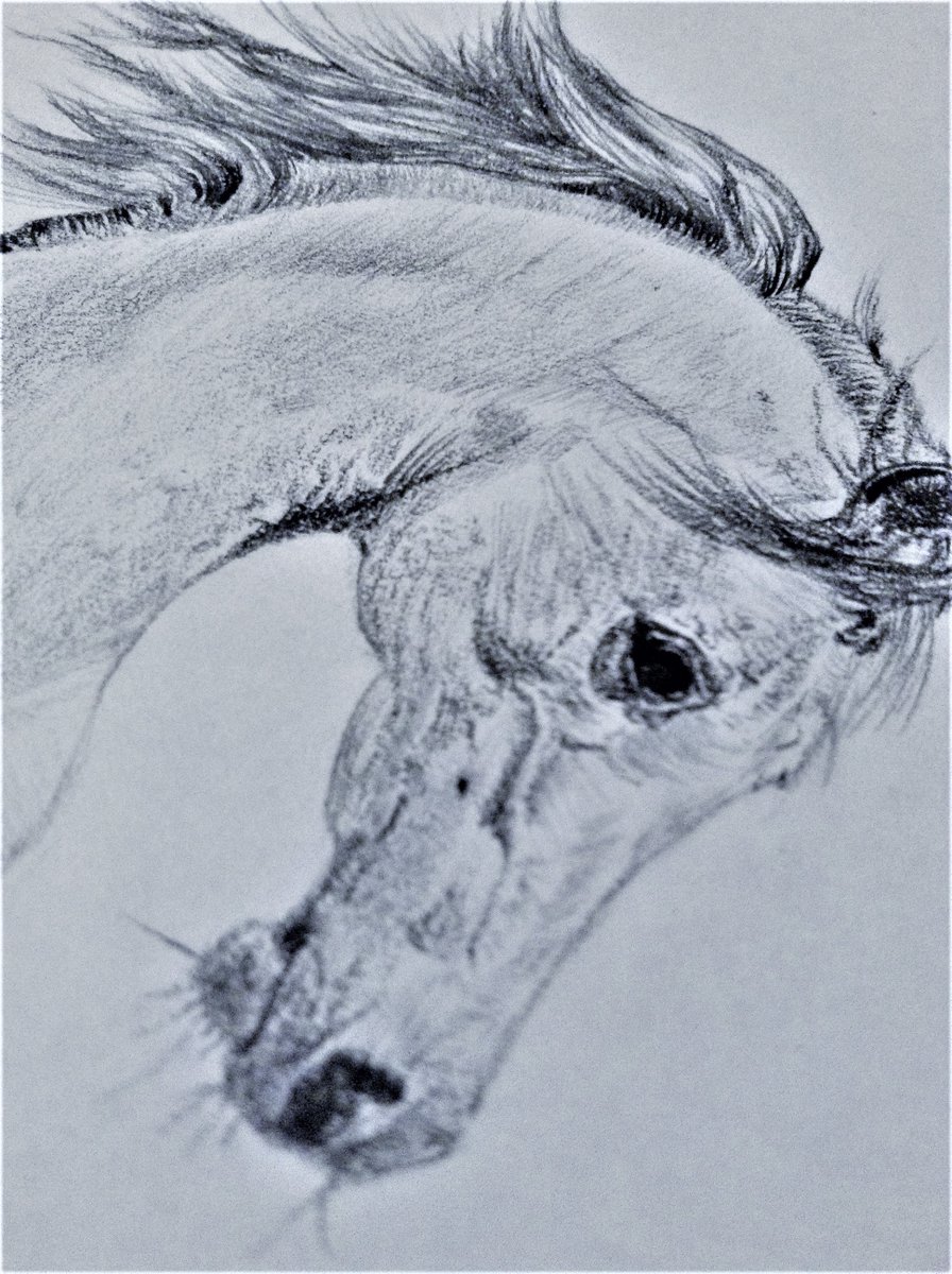 Old artwork: graphite equine sketch.
#graphite #originalart #equine