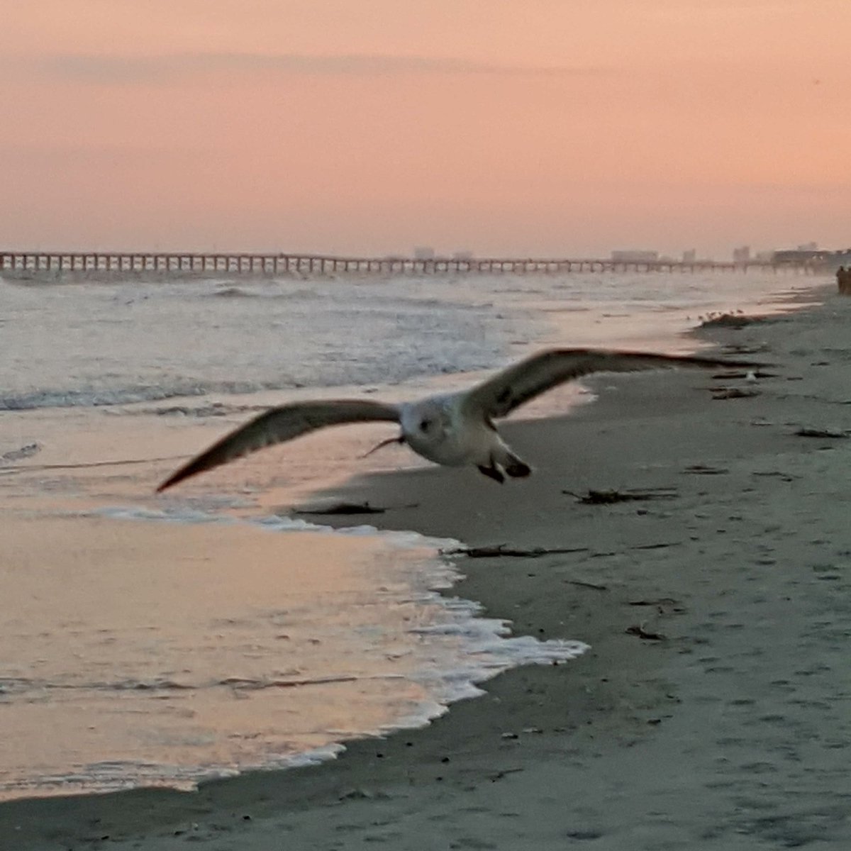 DaneCheney1's tweet photo. #cherrygrovebeachsc https://t.co/wdoNjvj1Dx