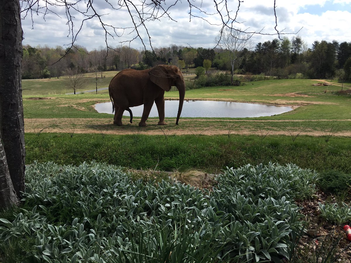 HawkeHaden's tweet photo. @thelovemaster #twoinchesfromtheground @NCZoo https://t.co/bk1BqlEhXM