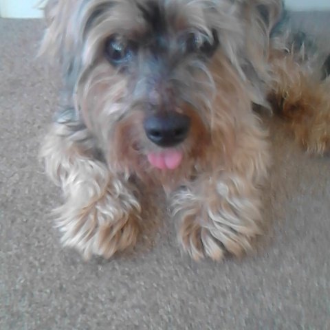 mills_lainey's tweet photo. Gizmo https://t.co/7N78JpbMiD