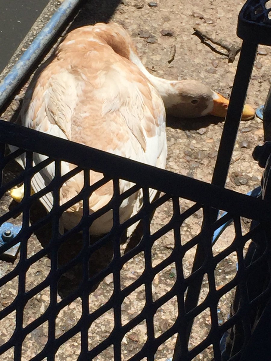 GroupGMarketing's tweet photo. Group G lunches with adopted friend Gamby - the bent-necked goose at the Republic of Texas Bar &amp; Restaurant. #CUNA https://t.co/ON6OF1IvXC