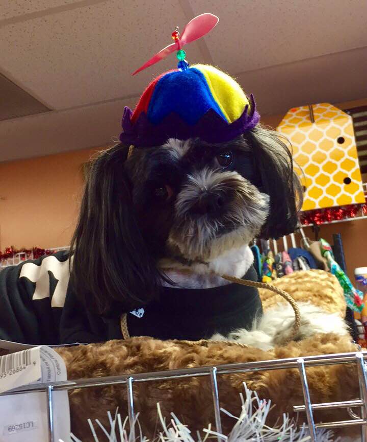 MaxsPetClothing's tweet photo. Starting this Saturday (April 1st) everything in the shoppe is 75% off!!! CRAZZZZY good deals!Stop in soon! #spokanewa #sPOKANE #spokanedogs https://t.co/gGp4HnVjQJ