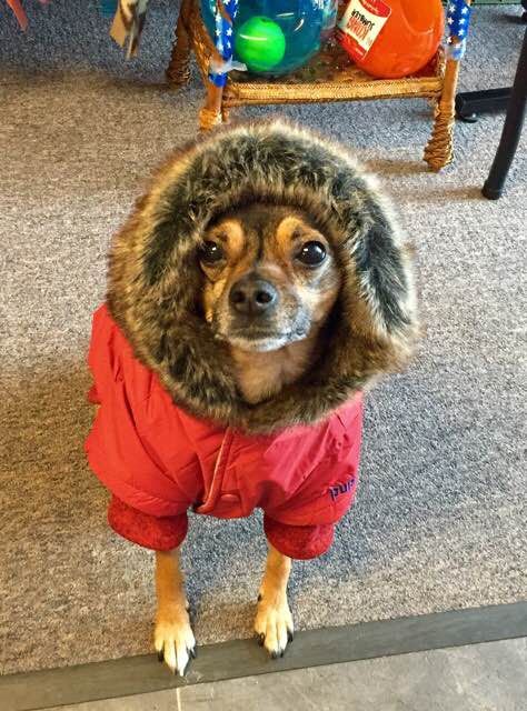 MaxsPetClothing's tweet photo. Starting this Saturday (April 1st) everything in the shoppe is 75% off!!! CRAZZZZY good deals!Stop in soon! #spokanewa #sPOKANE #spokanedogs https://t.co/gGp4HnVjQJ