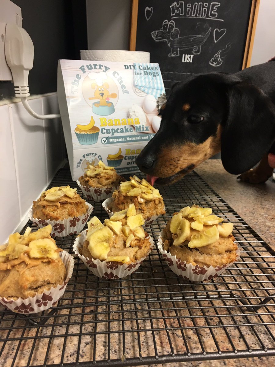 DachshundMillie's tweet photo. If you ever fancy baking some dogcakes with your humans I would highly recommend @_thefurrybaker #woofwoofwednesday 👨🏻‍🍳🐶👩🏻‍🍳 was fun https://t.co/d1rJZ9HOq2