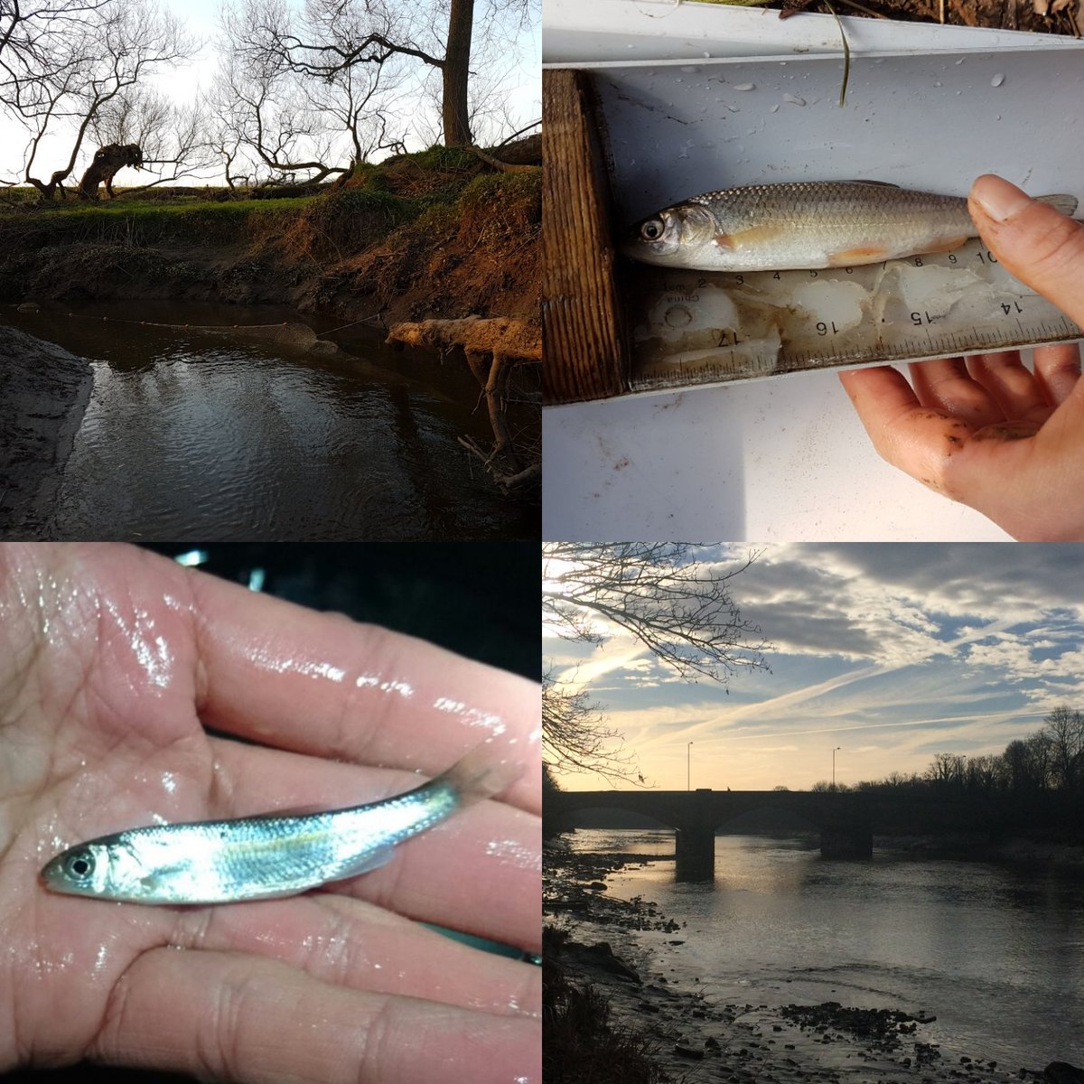 RibbleJones's tweet photo. Searching for smelt as the #tidalRibble begins to warm has brought more chub, dace, flounder by #preston #southribble  with @NENorthWest https://t.co/4zodttitCR