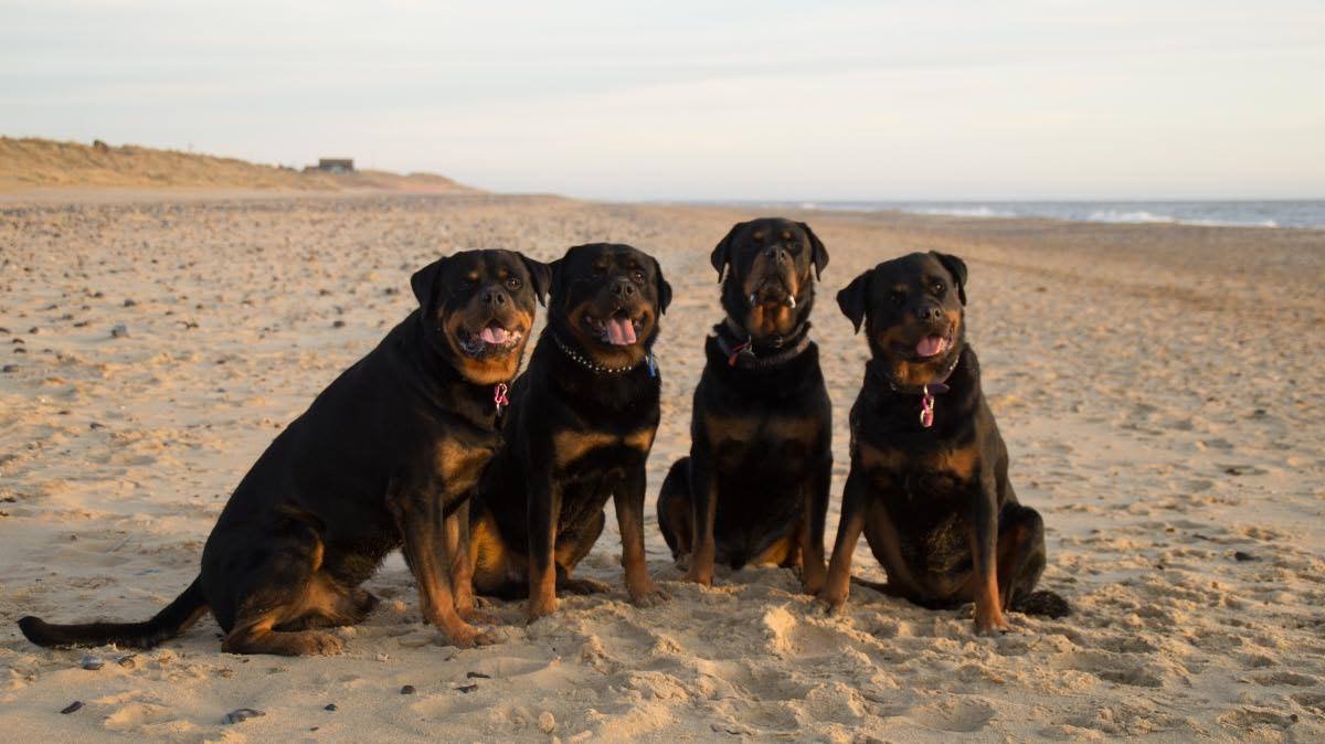 JuanperiCottage's tweet photo. Last weeks guests Corrie, Kouga, Ra, and Seth. It was Corrie's first time on the beach (far left in first photo). #Juanperi #WintertonOnSea https://t.co/S1qvRJLt18
