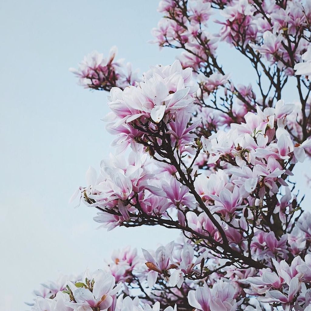 Spring ... --
-- #shared_joy
#nestandflourish
#thefloralseasons
#howihue
#tfispring
#petalsandprops
#madetocreate
… ift.tt/2obZW4X