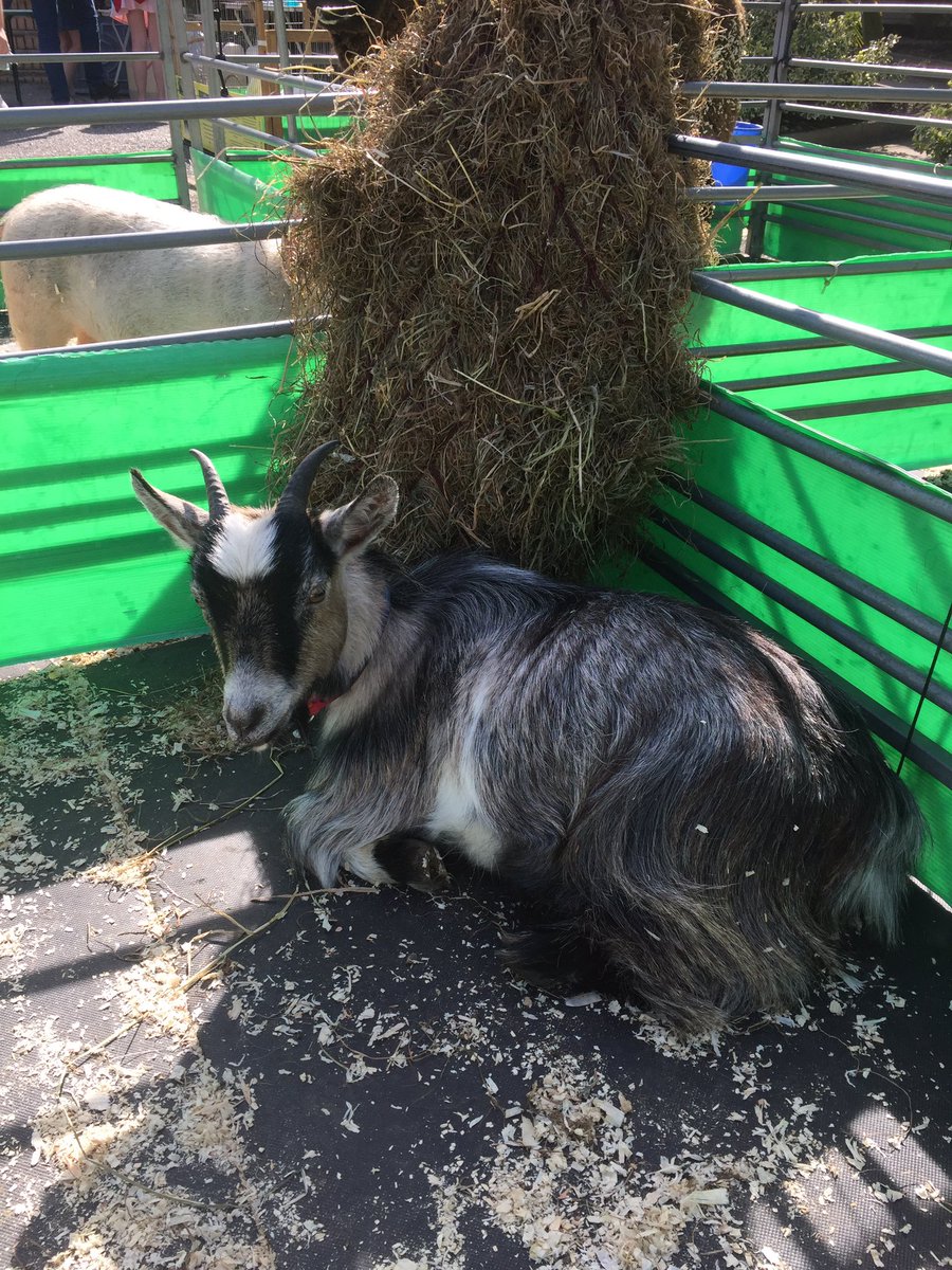 fishersmobile's tweet photo. More great school visits this week and many more to come! The children just love meeting & learning all about our animals #fishersmobilefarm https://t.co/XvNGlEyO7V