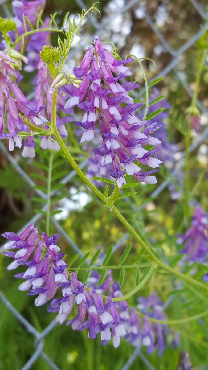 theosmarin's tweet photo. Colors of the day. #purple https://t.co/kaNGZZgfOH