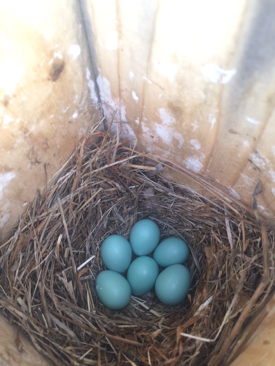 2+2+2...6! | #bluebird #nest #birdingva #birder #youngbirder #wildlife #nature #conservation #usfws #outdoors #birds #birding #easternbluebd