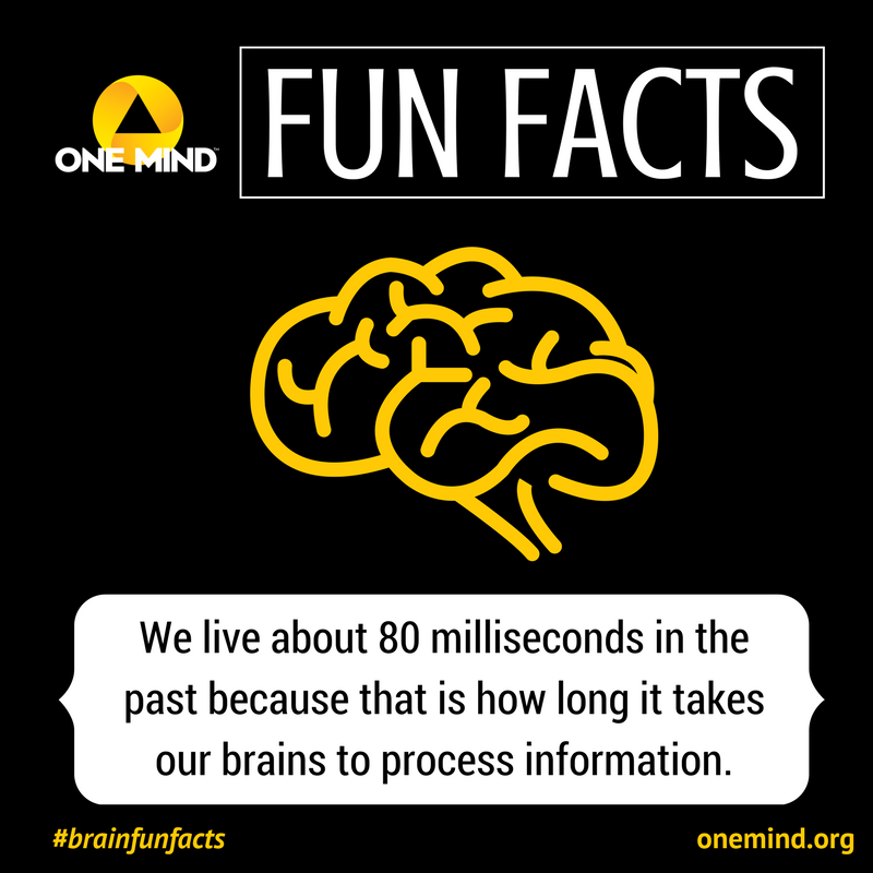 OneMindOrg's tweet photo. #BrainFunFact - We live about 80 milliseconds in the past because that is how long it takes our brains to process information. #brains https://t.co/DDkFGERYOM