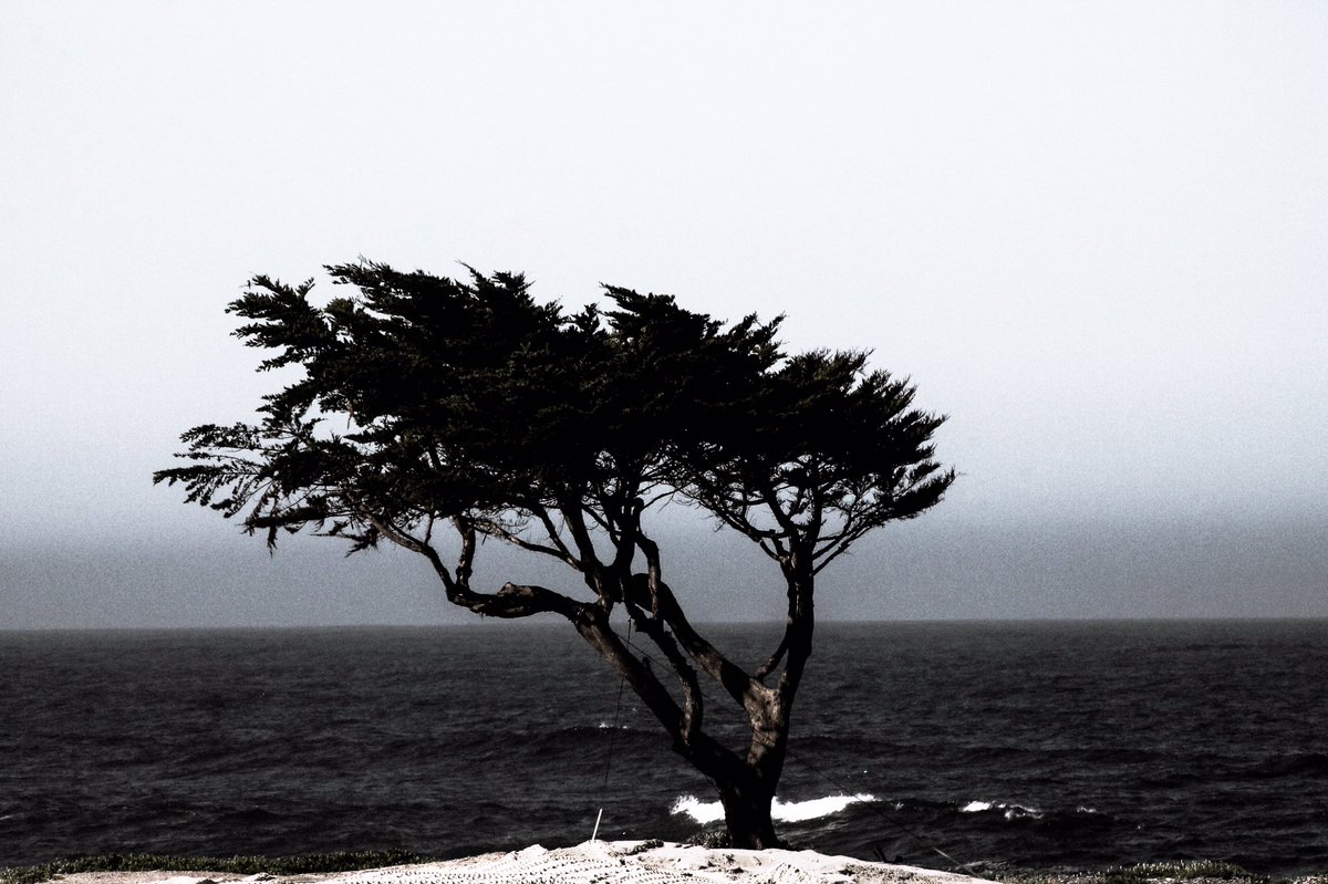 SamKilgorePhoto's tweet photo. Like a willow tree that stands in the storm. #OnMySide #nevergonnaletmedown https://t.co/YnNWhFwr0J