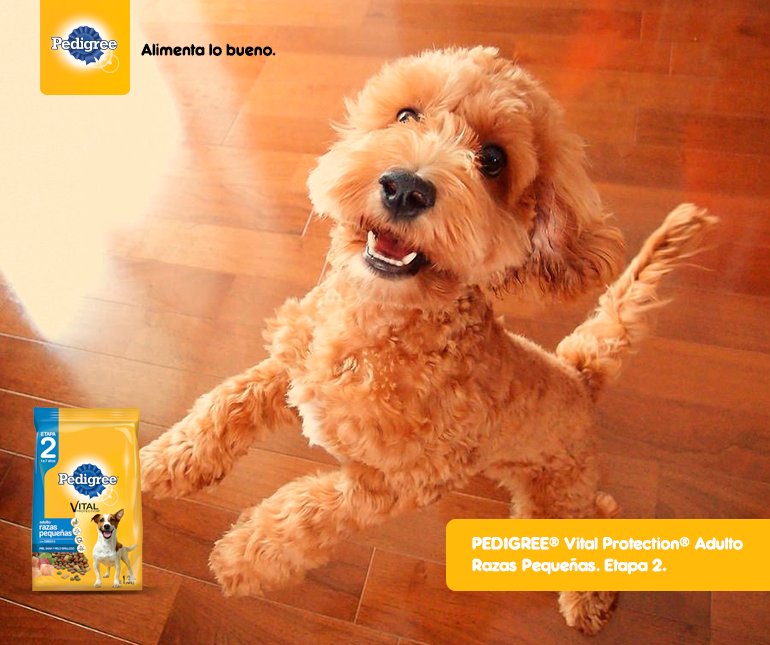 ¡Que perro tan suave y esponjado!😍 Para que el tuyo sea igual, aliméntalo con Pedigree® que cuenta con Omega para mantener su pelo radiante👌