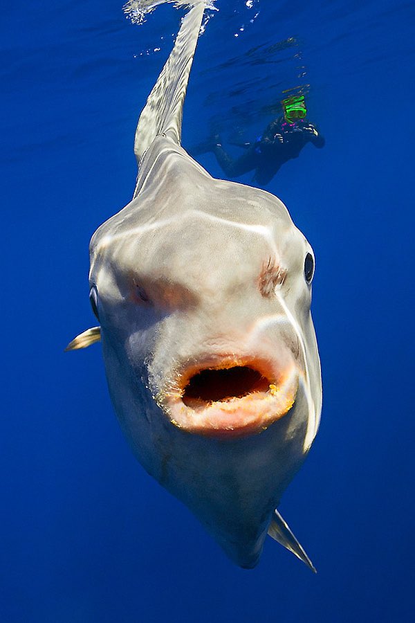 mars on X: Mola mola aka ocean sunfish: lmao they're so weird and
