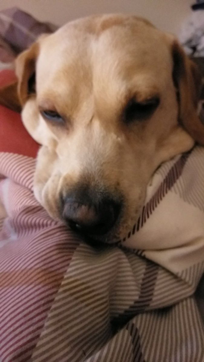 SJCoulthard's tweet photo. My pupper is melting. https://t.co/lMJkWih9Ag
