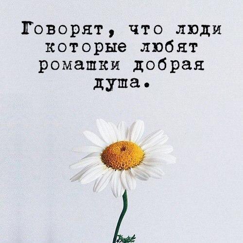 Картинка ромашки с надписями любишь не любишь, картинках для любимого