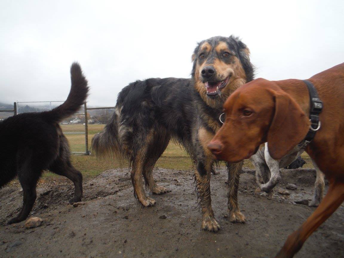 carmenweld's tweet photo. Mud bath ✅ - thanks @barknflyonline 🤣 #kelowna #dog #mudbath https://t.co/XUh7L73kc1