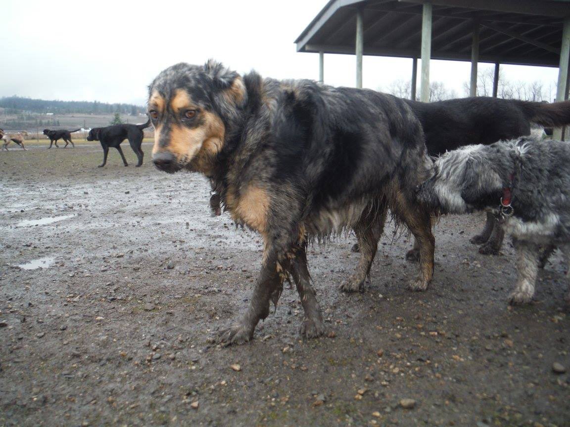 carmenweld's tweet photo. Mud bath ✅ - thanks @barknflyonline 🤣 #kelowna #dog #mudbath https://t.co/XUh7L73kc1