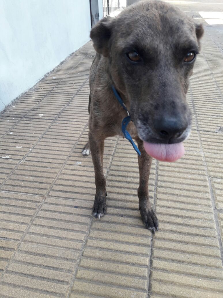 TomasVilches_'s tweet photo. Está perdido hace más de 2 semanas por la zona de bomberitos, zona oeste. Ayuden a difundir a ver si de casualidad lo encuentra el dueño🙏🙏 https://t.co/ONGgvK7gAP