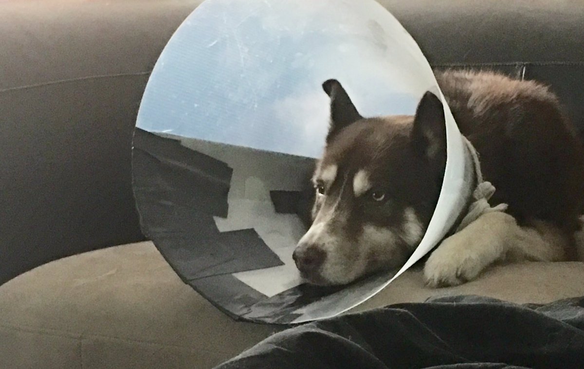 GamerCatStudios's tweet photo. She looks so peeved that I had GorillaTape on hand and managed to undo her meticulous cone destruction. #SpoiledDogProblems. #SoAbused https://t.co/AYwa9WzmMo